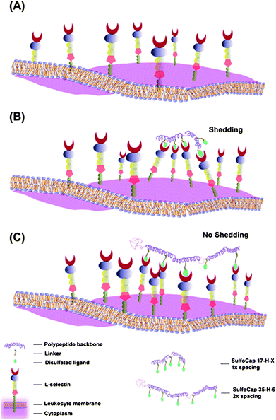 Schematic of L-selectin distribution and cluster formation on leukocyte surfaces with different multivalent ligands. (A) Evenly distributed L-selectin without clustering; (B) L-selectin clustering induced by multivalent ligands with closer spacing (SulfoCap 17-H-3 and SulfoCap 17-H-6); (C) L-selectin clustering induced by multivalent ligands with larger spacing (SulfoCap 35-H-6).