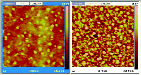 
            AFM tapping mode images (left, elevation and right, phase) of 2% (w/w) nanofluid in THPETA after UV curing.