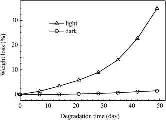 Comparison of the weight losses of poly(α-angelica lactone) by degradation under daylight illumination and dark conditions.