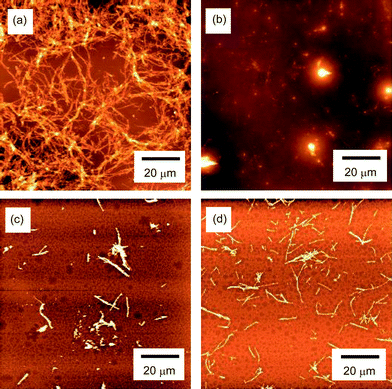 AFM images of the aggregates of Aβ(1-40) obtained by incubation of Aβ (23 μM) at pH 7.4 and 37 °C with 400 rpm shaking for 48 h. The images correspond to (a) without additives (Aβ only), (b) addition of 9-1 (10 mM), (c) addition of 17-1 (10 mM), and (d) addition of 25-1 (10 mM).
