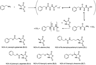 
          NCA ROP according to the normal amine mechanism (NAM), initiated by benzylamine, and structures of the NCAs investigated in this study.