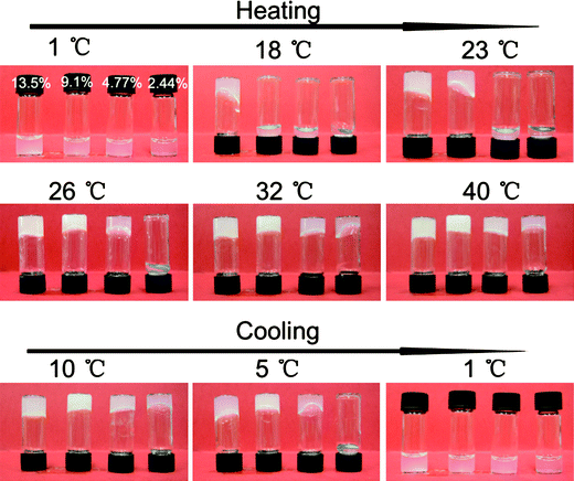 Sol–gel transition of ECPR2 solutions with various concentrations, (a) 13.5 wt%, (b) 9.1 wt%, (c) 4.77 wt%, (d) 2.44 wt%.