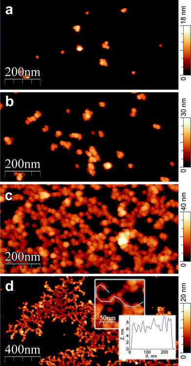 
          AFM images recorded on a mica surface after spin-coating of (PS29)28(P2VP152-b-PAA86)28 (a–c) and (PS33)9(P2VP126-b-PAA69)9 (d) solutions in DMF/H2O 1 : 1 v/v at pH 8.0. The copolymer concentration was 0.2 mg ml−1 (a and d) and 1.0 mg ml−1 (b and c).