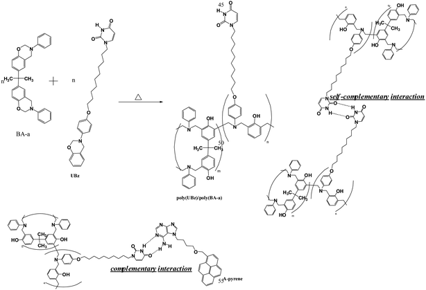 The structures of the poly(UBz)/poly(BA-a) blend, the self-complementary interaction between uracil groups and the complementary interaction between uracil and A-pyrene.