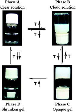 Phase transitions and gelation process of an aqueous solution of the copolymer P5 (containing 5 mol% of MEDCA) with increasing temperatures. (Refer to the experimental section for the conditions of gelation process). The photos were taken at 2, 21, 28 and 40 °C from phase A to D, respectively.