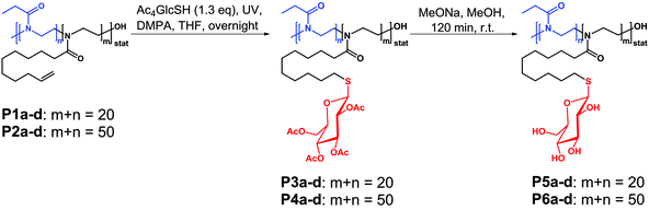 Schematic representation of the preparation of glycopoly(2-oxazoline)s using the thiol–ene approach encompassing the thiol–ene photoaddition as well as the deprotection of the glucose units.