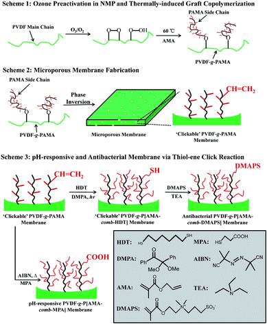 Schematic illustration of (1) the process of ozone pretreatment and graft copolymerization of PVDF with AMA, (2) preparation of PVDF-g-AMA microporous membrane with ‘clickable’ surface by phase inversion, and (3) preparation of the pH-responsive PVDF-g-P[AMA-comb-MPA] membranevia thermally initiated surface thiol–ene click reaction of MPA on the PVDF-g-PAMA membrane, and antibacterial PVDF-g-P[AMA-comb-DMAPS] membranevia UV-initiated surface thiol–ene click reaction of HDT on the PVDF-g-PAMA membrane and thiol-Michael addition reaction of DMAPS on the PVDF-g-P[AMA-comb-HDT] membrane.