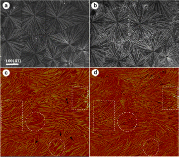 (a) Optical micrograph of a 70/30 blend crystallized at 155 °C and (b) then cooled quickly to 80 °C for 5min. (c) AFM phase image of the sample prepared as in (a) scanned at 125 °C. (d) The same scanning area of (c) after cooling to 80 °C for 5 min. The rectangles and the circles indicate the edge-on and flat-on lamellar regions, respectively. The black arrows in (c) indicate the twisted single lamellar sheets.