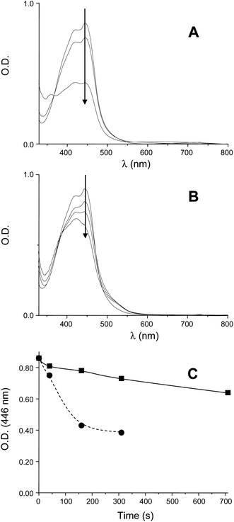
            (A) Photolysis of Ru(phen)32+/Ph2I+ in acetonitrile (4.7 × 10−5 M/2.3 × 10−3 M); UV-visible spectra for different irradiation times: t = 0 s; t = 40 s and t = 160 s. (B) Photolysis of Ru(phen)32+/TTMSS/Ph2I+ in acetonitrile (4.7 × 10−5 M/4.5 × 10−2 M/2.3 × 10−3 M); UV-visible spectra for different irradiation times: t = 0 s; t = 40 s; t = 310 s and 710 s. (C) O.D. at 446 nm vs. time for (A): circles and (B): squares.