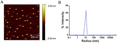
            Tapping mode AFM image (A) and DLS profile (B) of SCM catalyst j.