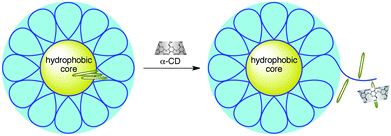 Conceptual illustration of the interaction of α-CD with Mal/C12.