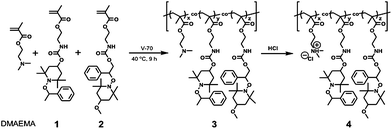 Preparation of water-soluble polymer by radical copolymerization of DMAEMA, 1, and 2, and subsequent protonation of dimethylaminoethyl groups.