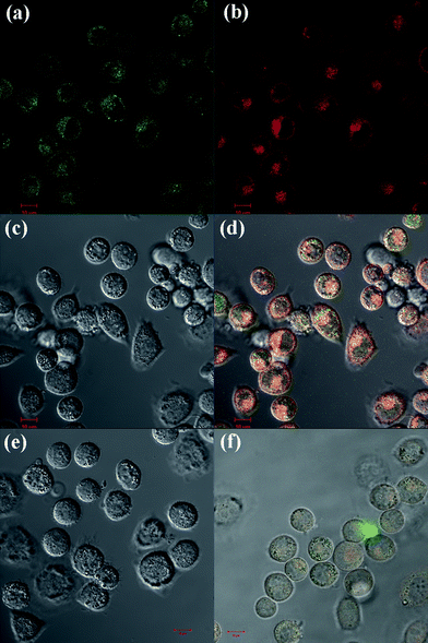 Confocal microscopic images of KB-HFAR cells treated with G5.NHAc-FI-FA/DOX complexes for 1 h (a, green fluorescence channel detecting the dye FI; b, red fluorescence channel detecting DOX; c, DIC image of the cells; and d, merged images with the above three modes), the control KB-HFAR cells treated with PBS buffer (e), and KB-LFAR cells treated with G5.NHAc-FI-FA/DOX complexes for 1 h (f). Both (e) and (f) show the merged images with the green fluorescence channel, red fluorescence channel, and DIC images. All images were collected under similar instrumental conditions.