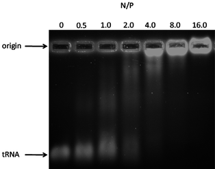 
            Agarose gel image of tRNA interpolyelectrolyte complexes (IPECs) with the amine-functionalized copolymer P4i at various nitrogen to phosphate (N/P) ratios.