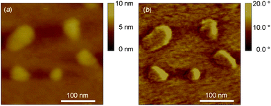 AFM topographic (a) and phase (b) images of 5 in an ethanol/water mixture (9 : 1) at 0.02%.