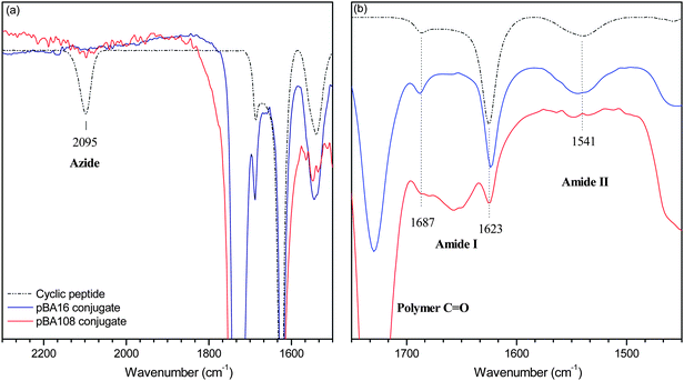 
            IR of cyclic peptide and peptide–polymer conjugates after precipitation from water (a) in the azide region of the spectra and (b) in the amide stretching region.