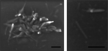 
            Scanning electron microscopy images of pBA16 conjugates with only partial removal of copper, self-assembled in THF solution. Scale bar 200 nm.