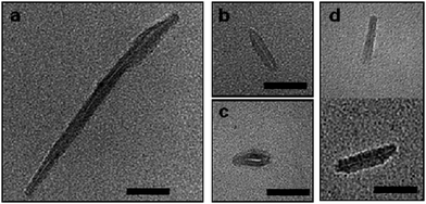 Typical TEM images self-assembled samples of (a) pBA16 conjugates; (b) pBA36 conjugates; (c) pBA108 conjugates and; (d) 75% (mol) of (pBA108) mixed with 25% (mol) of pBA16 conjugates. All samples were assembled by dilution of TFA/DMF solution with THF. Scale bar 50 nm.
