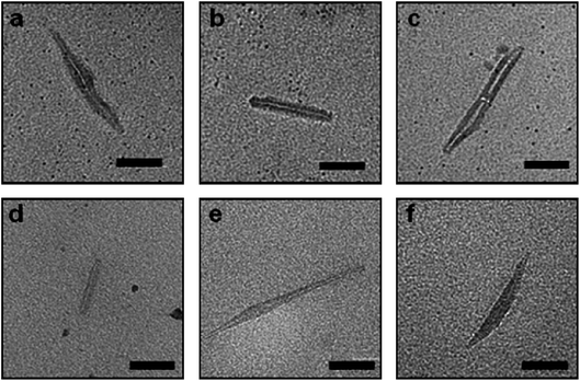 Typical TEM images of self-assembled conjugates of (a) pAA; (b) pDMAEA; (c) pS; (d) pHEA; (e) 50% pDMAEA, 50% pBA16 and; (f) 50% pS, 50% pBA16. Scale bar 50 nm.