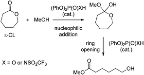 Model reaction used to study the role of phosphoric and phosphoramidic acid catalysts in the ROP of ε-caprolactone.