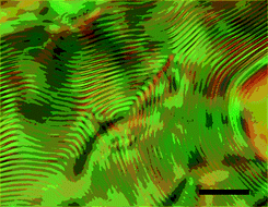 Polarized optical micrographs of a CHCl3 solution (ca. 15 wt%) of 18 sealed in a glass capillary tube; the micrographs were obtained at 25 °C under crossed polarizers. The LC phase was separated from the isotropic phase in equilibrium and its cholesteric pitch was maintained for more than 3 months. Black scale bar: 50 μm.15