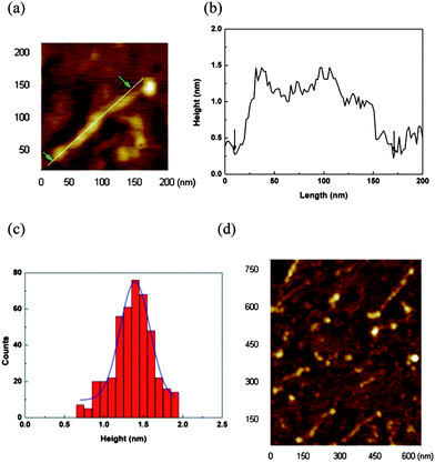 (a) Tapping-mode AFM topographic image of a molecular wire on a mica substrate. The white line indicates the region from which the line profile is taken. (b) The line profile of the molecular wire from panel (a). The arrows indicate the ends of the molecular wire. (c) Height histogram of 18. The blue lines are Gaussian fits to the histogram data. (d) AFM image of 18.19