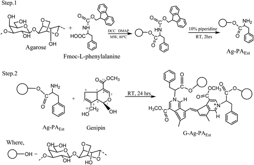 Synthesis of hydrogel forming genipin cross-linked agarose ester hydrogel.