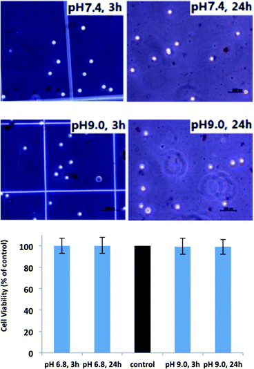 THP-1
Cell viability of the membrane casted from PS43k-b-P4VP59k incubated in medium with different pH values for 3h and 24 h.