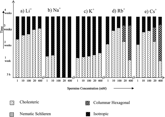 Time dependent phase transitions of spermine induced DNA condensates in the presence of alkali metal ions.