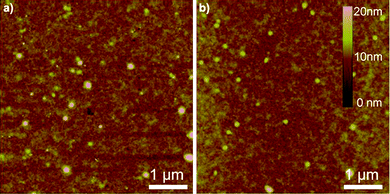 
            AFM height images of the polymer films annealed at 160 °C (a) P1 and (b) P2.