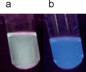 Photographs of the polymer microparticles 3b (a) and 4b (b), both illuminated with UV-vis irradiation under an excitation wavelength of λexc.: 366 nm.