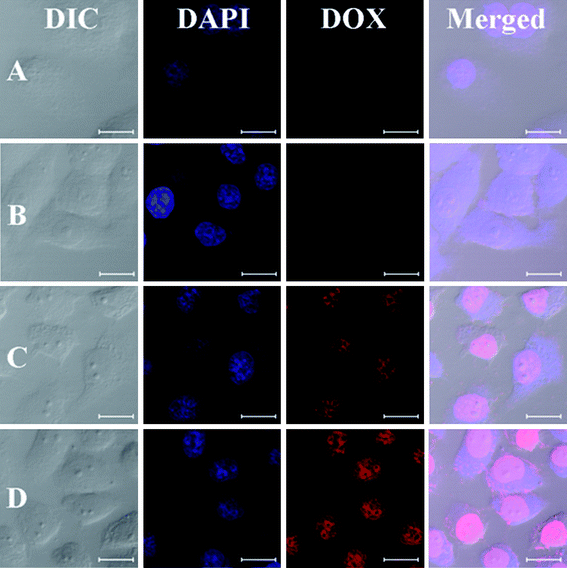 Representative CLSM images of HeLa cells incubated with DOX-loaded NG-3: 0.5 h, cells without pretreatment (A) and pretreated with 10 mM GSH (B), and 2.0 h, cells without pretreatment (C) and pretreated with 10 mM GSH (D). For each panel, the images from left to right show differential interference contrast (DIC) images, cell nuclei stained by DAPI (blue), DOX fluorescence in cells (red), and overlays of the three images. The bar represents 20 μm.