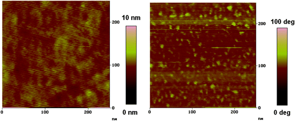 
            Tapping mode AFM topography (left) and phase (right) images of PFBT-BDT: PC71BM (1 : 2) film.