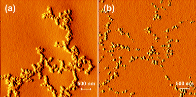 
          AFM amplitude images of a photo-responsive SHP (a) before and (b) after UV irradiation.