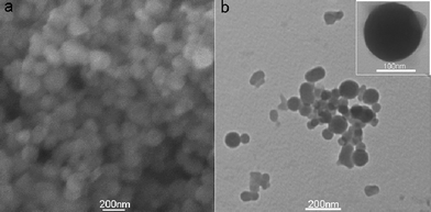(a) SEM and (b) TEM images of the products thus formed. Inset: a single FePNP.
