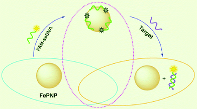 A schematic (not to scale) illustrating the fluorescence-enhanced nucleic acid detection using FePNP as an assay platform.