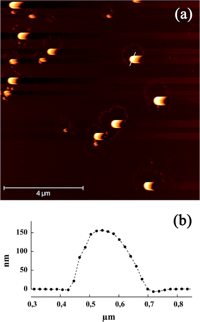 (a) AFM tapping mode images in liquid phase of iodinated nano-emulsions (SOR = 15%). Nano-emulsion droplets were deposed on mica substrate. (b) Section of a nano-emulsion droplet corresponding to the white line in (a).