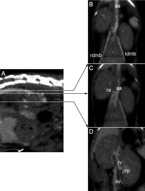 Anatomical details of kidney vascularization at 75 min after IV injection: (A) Sagittal slice through the lombar spine, lines indicate positions of corresponding coronal slices. (B) Coronal slice through the dorsal part of the kidneys, showing the abdominal course of the aorta (aa) and the right and left dorsal muscular branches (rdmd and ldmb respectively). (C) Coronal slice 1.5 mm lower than (B) showing the right renal artery (ra). (D) Coronal slice 5 mm lower than (C) showing the venous side of kidney vascularization: left renal vein (rv) and left ovarian vein (ov), as well as the contrasted urine in the renal pelvis (rp).