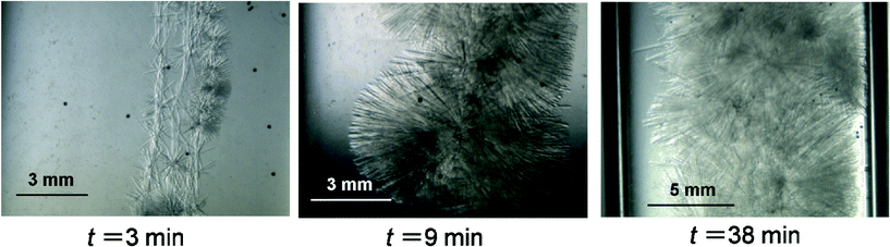 Sequential videographs of TBPC hydrate crystal growth at wTBPC = 0.363, Tex = 5.5 °C.