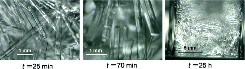 Sequential videographs of TBAAc hydrate crystal growth at wTBAAc = 0.120, Tex = 6.8 °C.