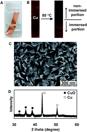 (A) A picture of the screw vial containing NH3–H2O2 aqueous solution and an immersed Cu substrate during the reaction. (B) Pictures of the Cu plate before (left) and after (right) the reaction. An SEM image (C) and XRD pattern (D) of CuO nanobelt arrays formed on the non-immersed portion of the Cu plate by the VO reaction.