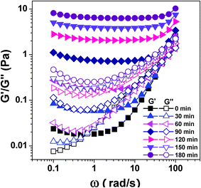 
            Storage modulus G′ and loss modulus G′′ as a function of angular frequency ω for CS/β-GP solution at different times at 34 °C (cCS = 1 wt%, cβ-GP = 7 wt%).