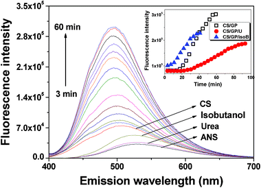 Change in the ANS fluorescence intensity of CS/β-GP with time at 34 °C. The spectra of pristine ANS as well as ANS with pure CS, isobutanol, and urea are pointed separately. Samples were excited at 390 nm. The inserted illustration shows the fluorescence intensity at λmax as a function of time at 34 °C of CS/β-GP, CS/β-GP/U (urea) and CS/β-GP/isoB (isobutanol) solutions, respectively (cCS = 1 wt%, cβ-GP = 7 wt%, curea = 5 wt% and cisobutanol = 5 wt%).