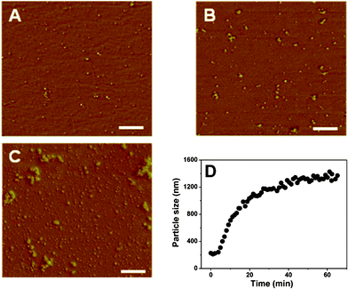 
            AFM images of the CS/β-GP samples with different incubation times: 0 min (A); 5 min (B); 10 min (C), and the particle size of CS/β-GP aggregates determined by DLS analysis as a function of time at 34 °C (D). All scale bars represent 500 nm (cCS = 1 wt%, cβ-GP = 7 wt%).