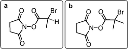 Structures of N-succinimidyl ester polymerisation initiators.