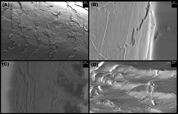 SEM images of chemically damaged hair reacted with polymers: (A) damaged hair surface, (B) damaged hair surface reacted with control P1, (C) damaged hair surface reacted with P9, (D) damaged hair surface reacted with P2.