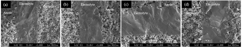 The cross-sectional fracture SEM image of the electrolyte on the anode support prepared using the cellulose pore-former at co-sintering temperatures of (a) 1250, (b) 1300, (c) 1350, and (d) 1400 °C.