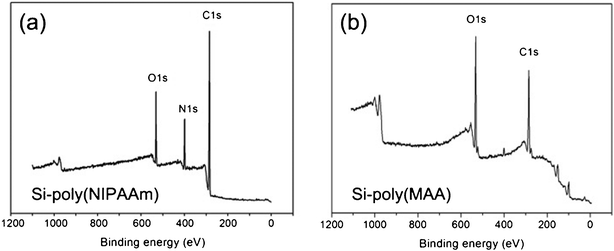 
            XPS survey spectra of (a) SiNWAs-poly(NIPAAm) and (b) SiNWAs-poly(MAA) surfaces.