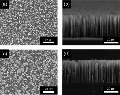 
            SEM images of (a), (b) unmodified and (c), (d) polymer modified SiNWAs. (a) and (c): top view; (b) and (d): cross-sectional view.