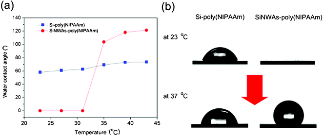 (a) Water contact angle of Si-poly(NIPAAm) and SiNWAs-poly(NIPAAm) surfaces as a function of temperature. The typical contact angle images for these surfaces at both 23 °C and 37 °C are shown in (b). Each value is the average of six parallel measurements. The standard error is less than 2°.